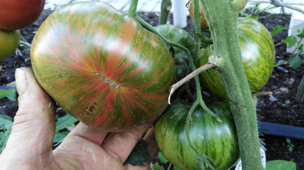 Томат Ананас Зебра (Ananas Zebra)