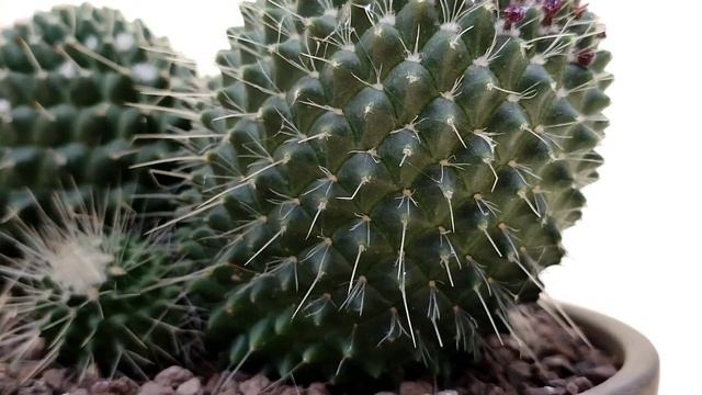 Mammillaria spinosissima cv un pico смотреть онлайн