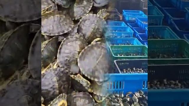 черепахи красноухие для зоомагазинов смотреть онлайн