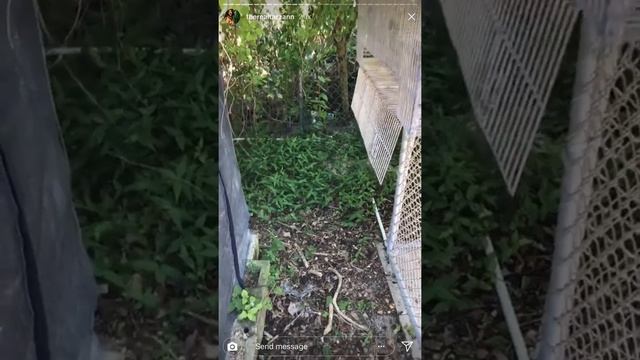 Meet Exotic Animal Specialist @therealtarzann