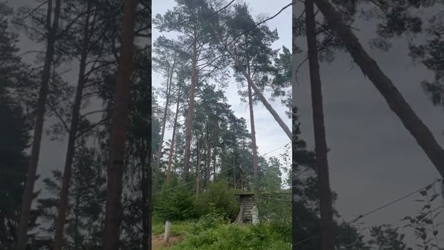 Разработка участков в спб и Лен.#дача #дом #excavator #заборы #construction #планировка #bulldozer