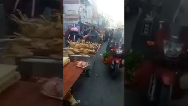 Доказано. Китайцы едят собак.