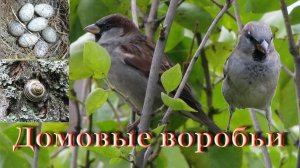 ВСЁ о воробьях  / Чем грозит истребление воробьёв
