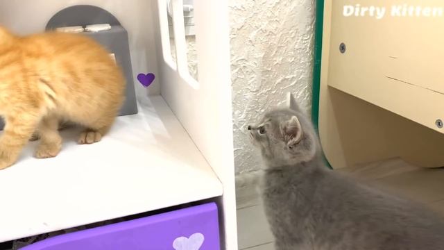 Adopted ginger kitten looking for a new comfortable home смотреть онлайн
