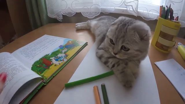 😻Кошка Читает Книгу про Котов 🐱 Scottish Fold Kitten reading the book смотреть онлайн