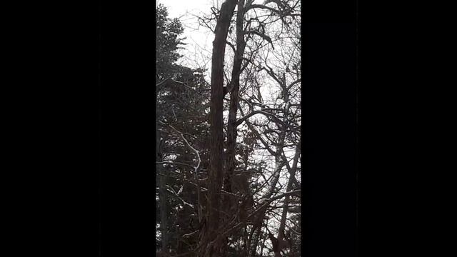 Встреча с пушистым зверьком по имени Соболь. смотреть онлайн