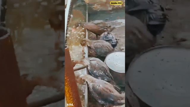деревенские утки смотреть онлайн