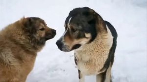 Подборка Драк Собак