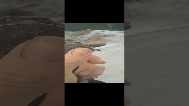несу черепаху зимой смотреть онлайн