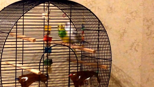 Брачные игры волнистых попугаев Кеши и Марфы смотреть онлайн