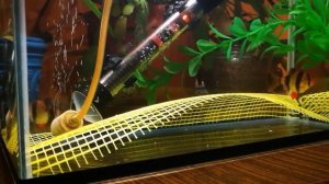 Нерест барбусов