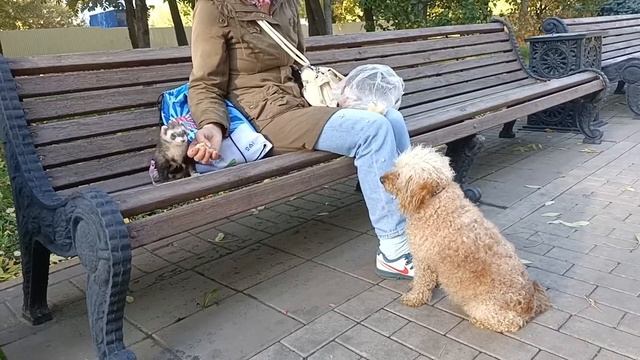 Прогулка хорька и пуделя смотреть онлайн