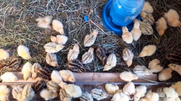 Содержание перепелов с первых дней жизни