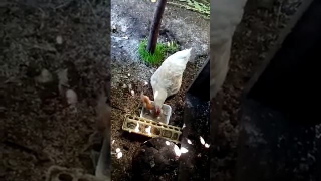 Курица с цыплёнком. Как это мило :-) смотреть онлайн