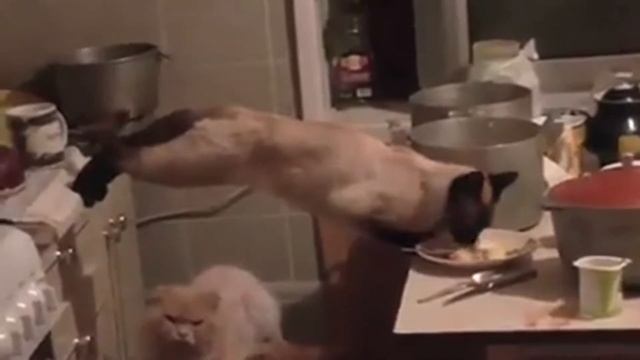 Домашние любимцы.