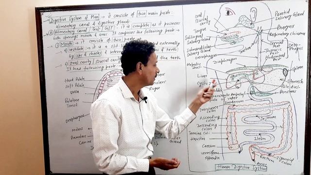 Digestive System Of Man | Alimentary Canal | Animal Nutrition | For IAS,NEET,GATE,NET And BSc