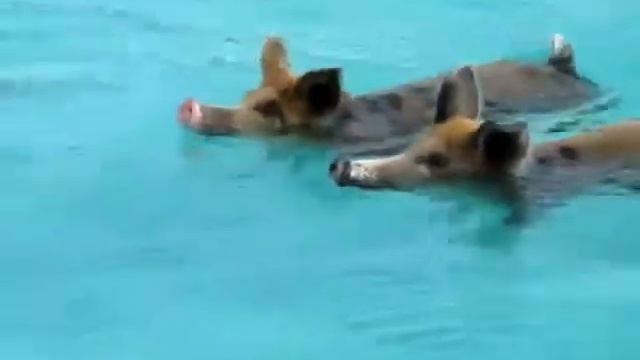 Морские Водоплавающие Свиньи, Свиньи Попрошайки