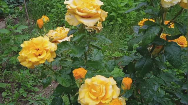 5 июня 2023 г. Посвящается Молодым защитникам Родины. смотреть онлайн