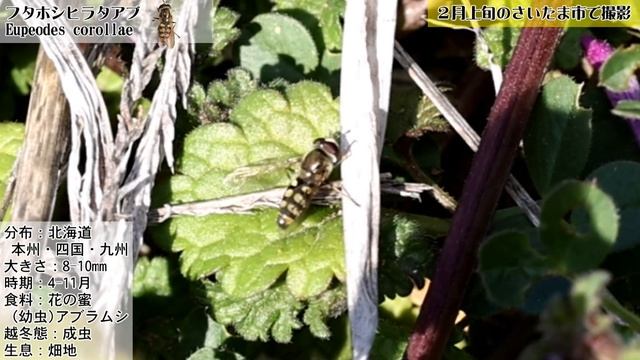 暖かいと動き出す小さな昆虫【フタホシヒラタアブ】 смотреть онлайн