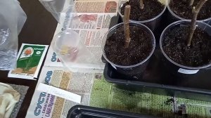 Проращивание черенков инжира.Мой первый опыт.