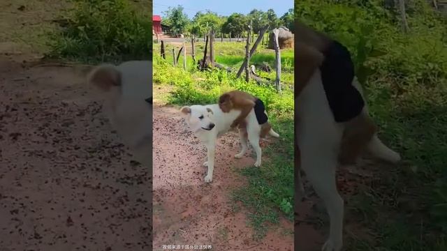 016 Monkey steals peach #Monkey creator #Animal funny video смотреть онлайн