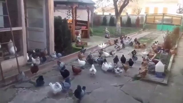 Мясные голуби Кинг Pigeons KING смотреть онлайн