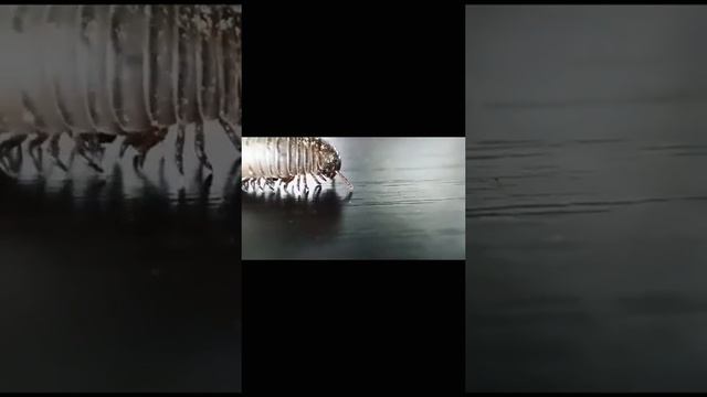 наши кивсяки разные виды 🐛💞🦋 #кивсяк смотреть онлайн