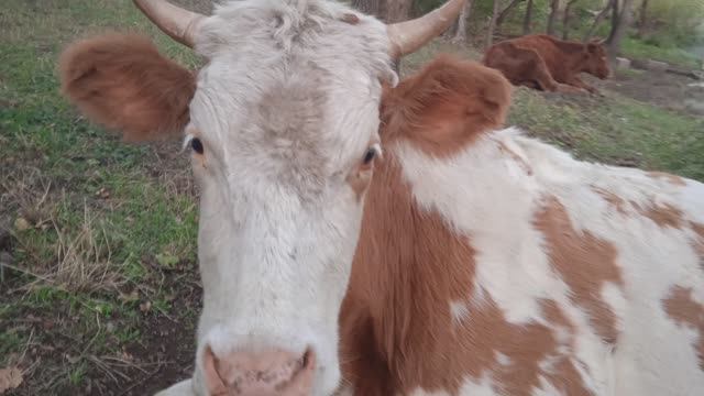 О. Батырай Даргинский классик. #МанурГаджиевич смотреть онлайн