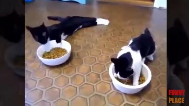 Коты едят, дурачатся смотреть онлайн