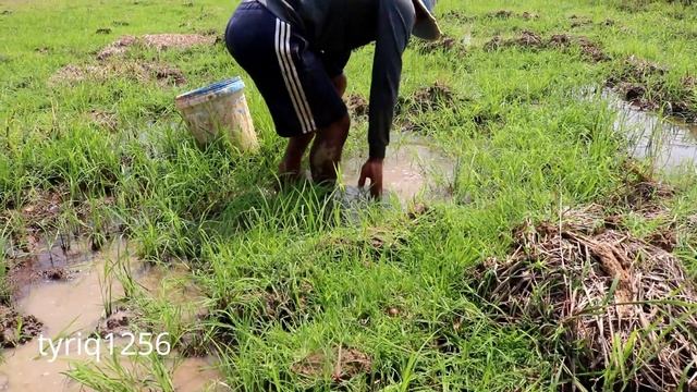 Wow! That's Great Boy - Smart Boy Catch Very Big Fish By Hands - Tyriq 1256