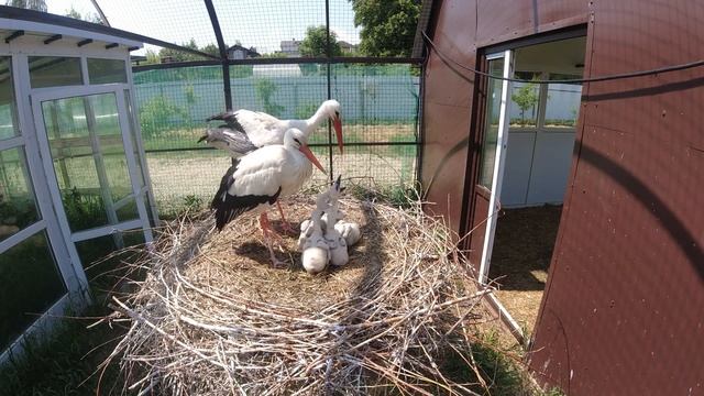 Аистятам Гоши и Русланы три недели смотреть онлайн