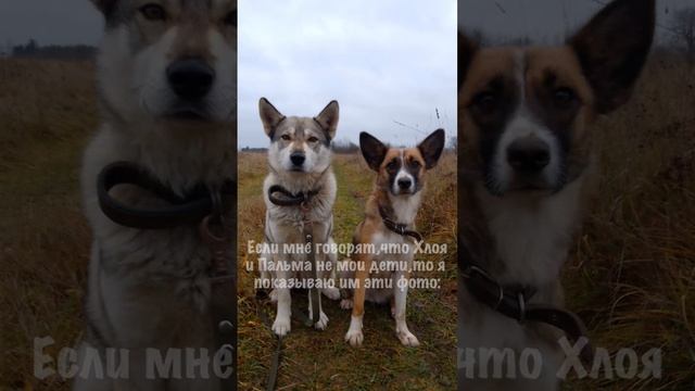 тг:Не волк и не лиса #собака #животные смотреть онлайн