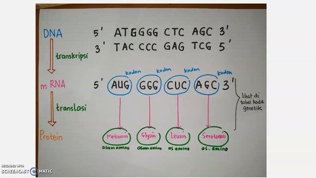 DNA🧬,transkripsi,translasi bagian II (Indonesian) смотреть онлайн