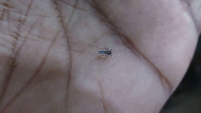 Aedes albopictus смотреть онлайн