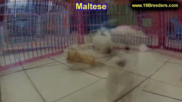 Maltese, Puppies, Dogs, For Sale, In Juneau, Borough, Alaska, AK, 19Breeders, Badger, College смотреть онлайн