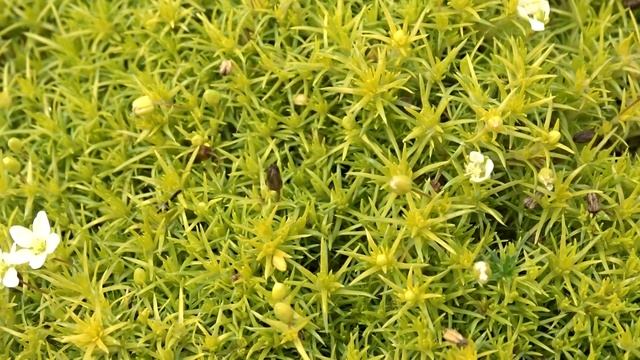Sagina subulata 'Moss Lime' смотреть онлайн