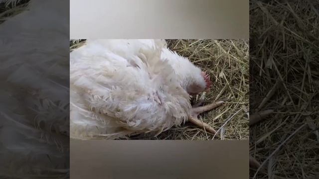 Просто выехали из дома.На скоростной трассе ,прямо у края правой полосы увидела белый комочек... смотреть онлайн
