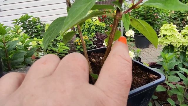 У гортензии из каждой пазухи листа растет новый побег 🌿Что делать и как обрезать в следующем году ⁉