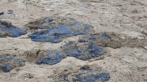 Доктор химических наук объяснила что такое мазут и почему сложно ликвидировать мазутные загрязнения