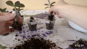 Адениумы из семян | Рост и развитее сеянцев от 2 до 5 месяцев