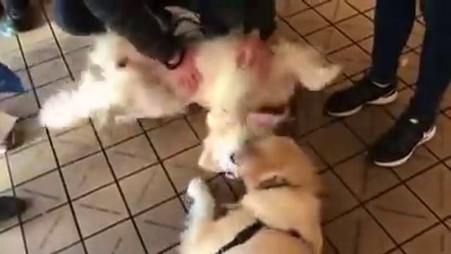 2 незнакомые собаки бросились навстречу друг к другу в магазине. Затем их владельцы поняли правду смотреть онлайн