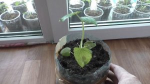 Сохнут листья у рассады, какая причина, и что делать.