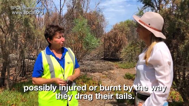 Wildlife Rescues in Australia | Bushfire Response | Joey Kangaroo | SPCA International смотреть онлайн