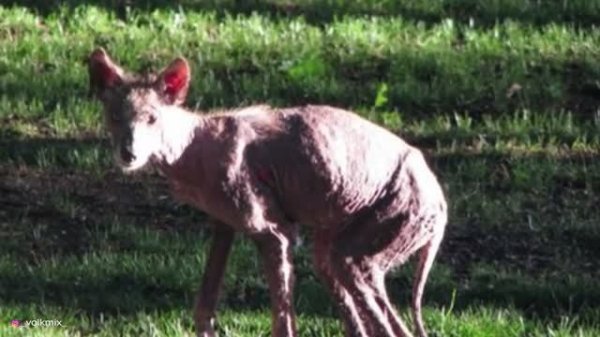 Чупакабра - вся правда. Безбашенные моменты на видео запись........#чупакабра