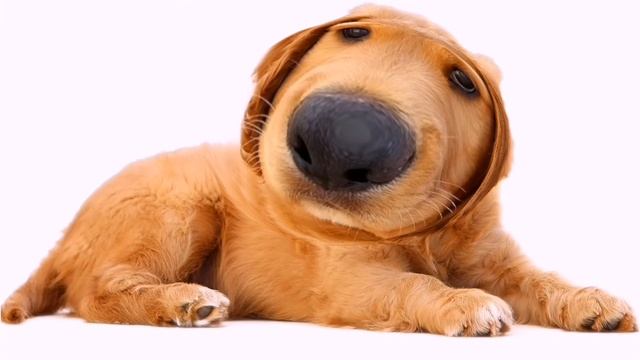 СОБАКА УПАЛА И УБЕЖАЛА!!! ШОК!!! НЕ КЛИКБЕЙТ!!!!!!!!!!!!!!!!!!!!!!!!!!!!!!!!!!!!!!!!!!!!!!!!!!!!!!! смотреть онлайн