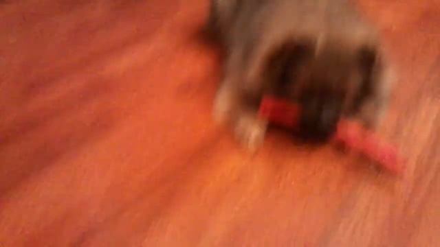 MOV_1966.mp4 смотреть онлайн