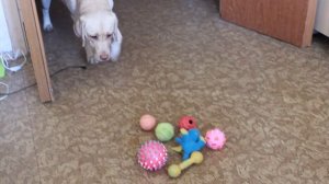 выборка предмета по запаху