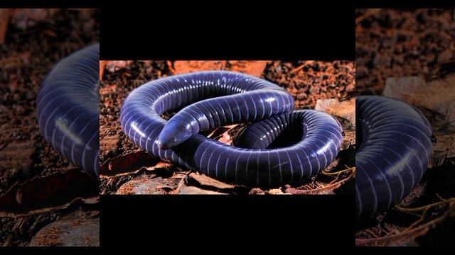 Eocaecilia | Cecilia Del Amanecer | PaleoPedias
