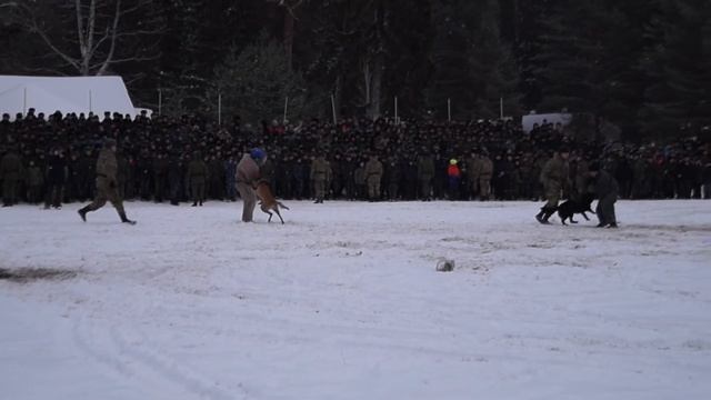 Показное выступление кинологов ПВИ 16 февр 2019 #ПВИ #кинологическийфакультет