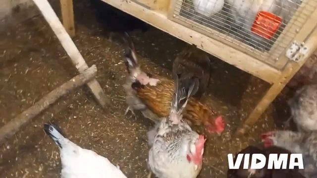 Хозяйство накормила, песка нажарила, снег убрала. ЗОЛУШКА!. смотреть онлайн